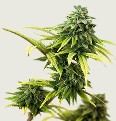 Marijuana Flower Image from Denver Dispensary